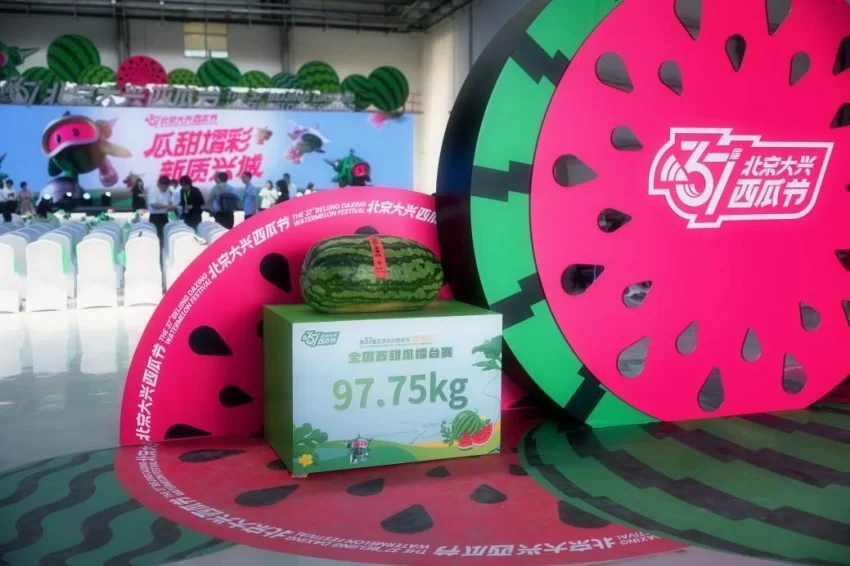 以瓜为媒 绘就发展“兴”图景——第37届北京大兴西瓜节启幕(图2) 以瓜为媒 绘就发展“兴”图景——第37届北京大兴西瓜节启幕(图2)