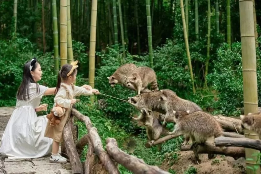 湄公河旅游旗下湖州长颈鹿庄园斩获2025“游乐界•金冠奖”杰出亲子乐园奖(图4) 湄公河旅游旗下湖州长颈鹿庄园斩获2025“游乐界•金冠奖”杰出亲子乐园奖(图4)