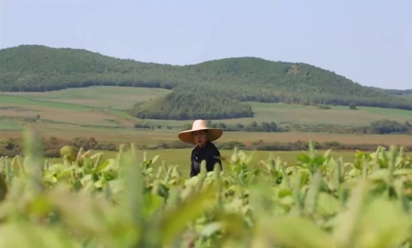 京蒙协作结硕果 鄂伦春获批“中国紫苏之乡”(图2)