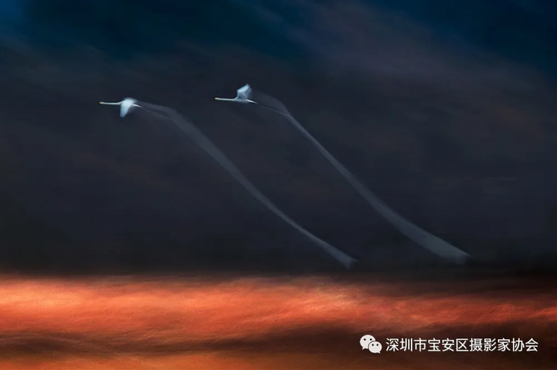 第五届深圳国际摄影大展平行展“油菜飘香——汉中·宝安摄影创作交流展”开幕(图42) 第五届深圳国际摄影大展平行展“油菜飘香——汉中·宝安摄影创作交流展”开幕(图42)